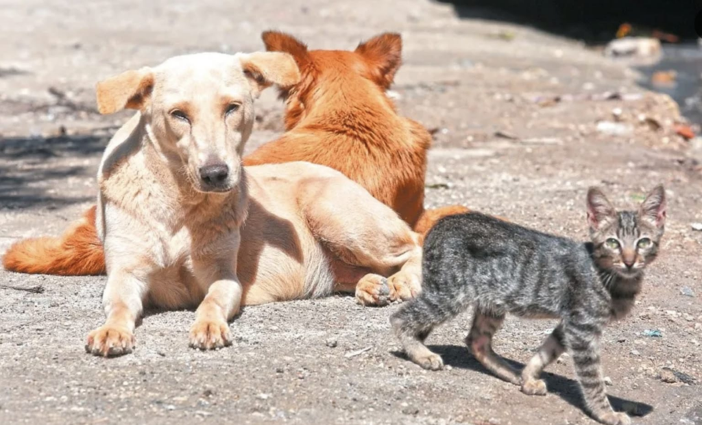 Avanza en comisiones iniciativa que reconoce a los animales como “seres sintientes” en Edomex