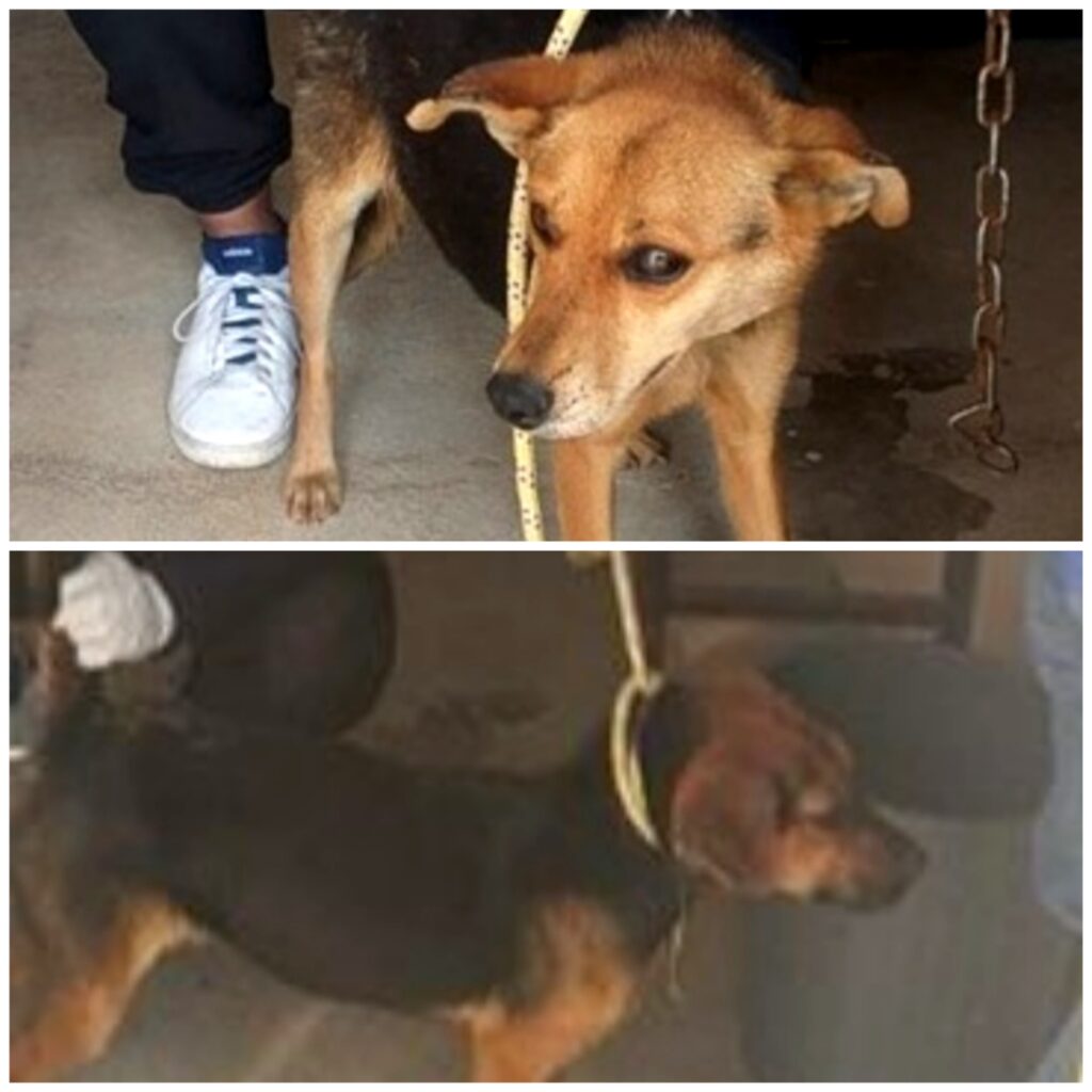 Rescatan en Lerma a lomitos que eran maltratados
