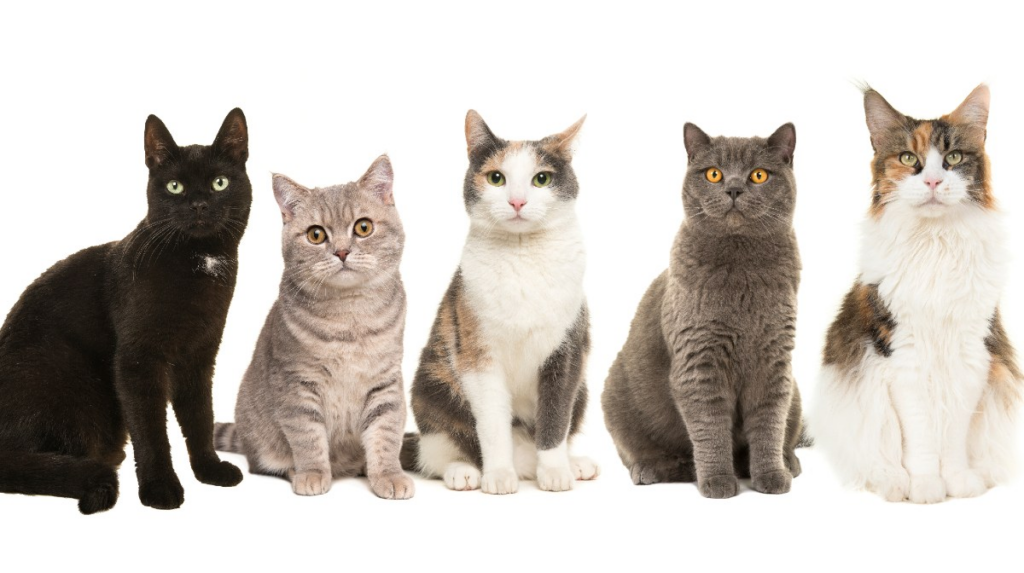Día Internacional del Gato: consejos científicos para hacerlo feliz