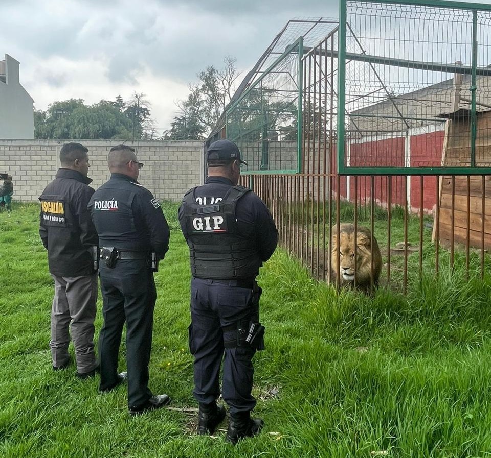 Aseguran un león, mapaches, perros y armas de fuego en Zinacantepec