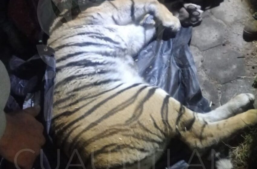 Rescatan a tigre en vivienda de Cuautitlán Izcalli