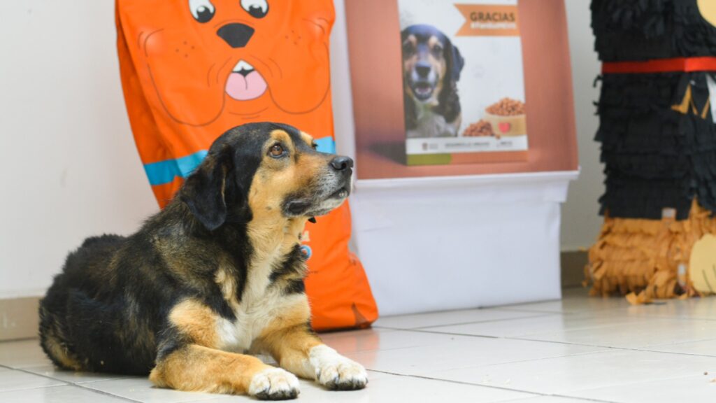 Encuentra “Lucas” un hogar digno con la familia Imevis