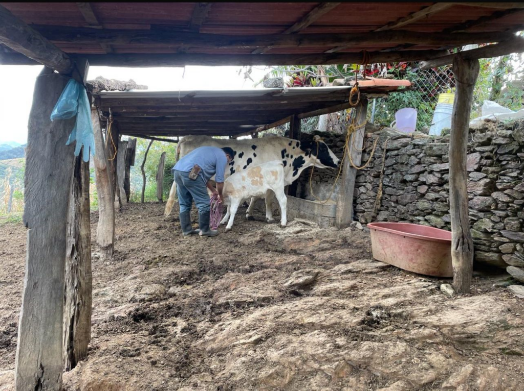 Ante esta ola de calor Secretaría del Campo emite recomendaciones a los productores pecuarios