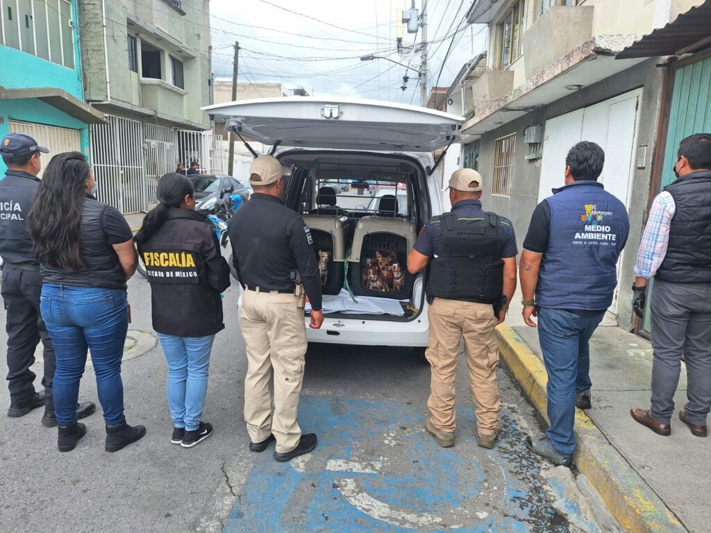 Rescatan a 36 perros que mantenían hacinados en un cuarto en Metepec; están en condiciones deplorables