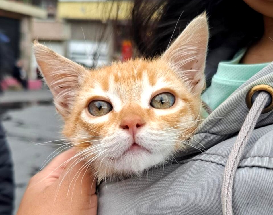 Anuncia Toluca mega jornada de esterilización y vacunación de perros y gatos