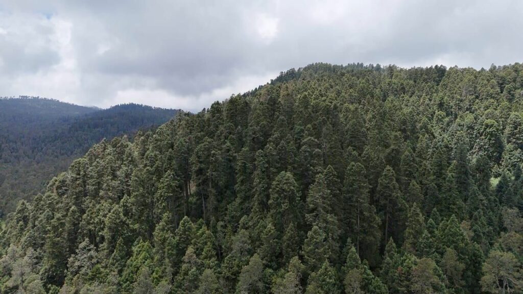 Recibe Edoméx certificación forestal internacional