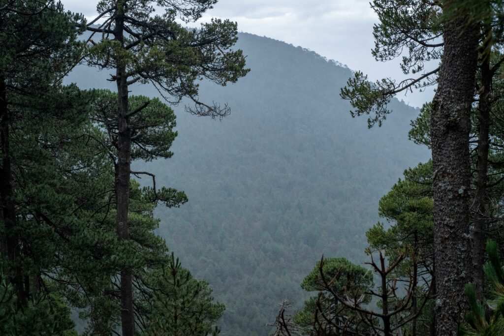 De la semilla al bosque: más de 6.7 millones de plantas para recuperar ecosistemas
