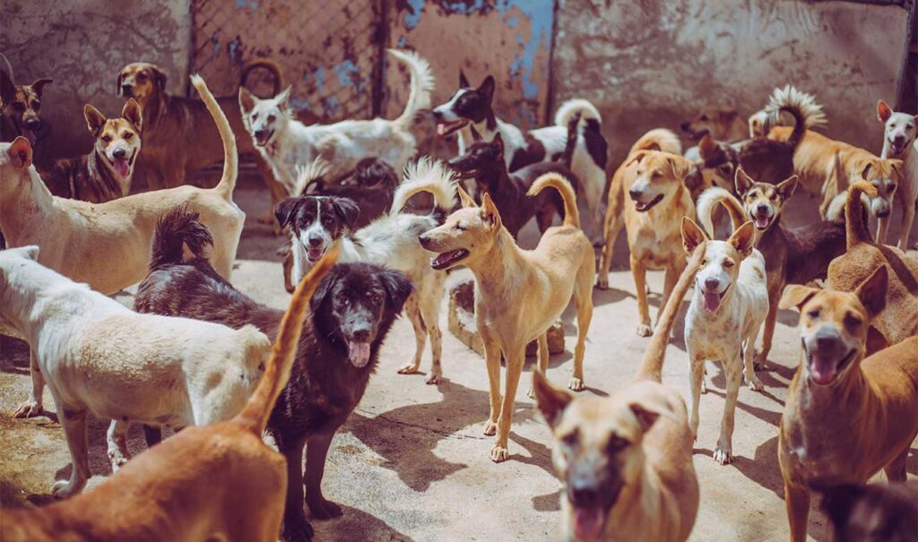 Más sanciones contra el abandono lo mejor es promover la tenencia responsable de mascotas