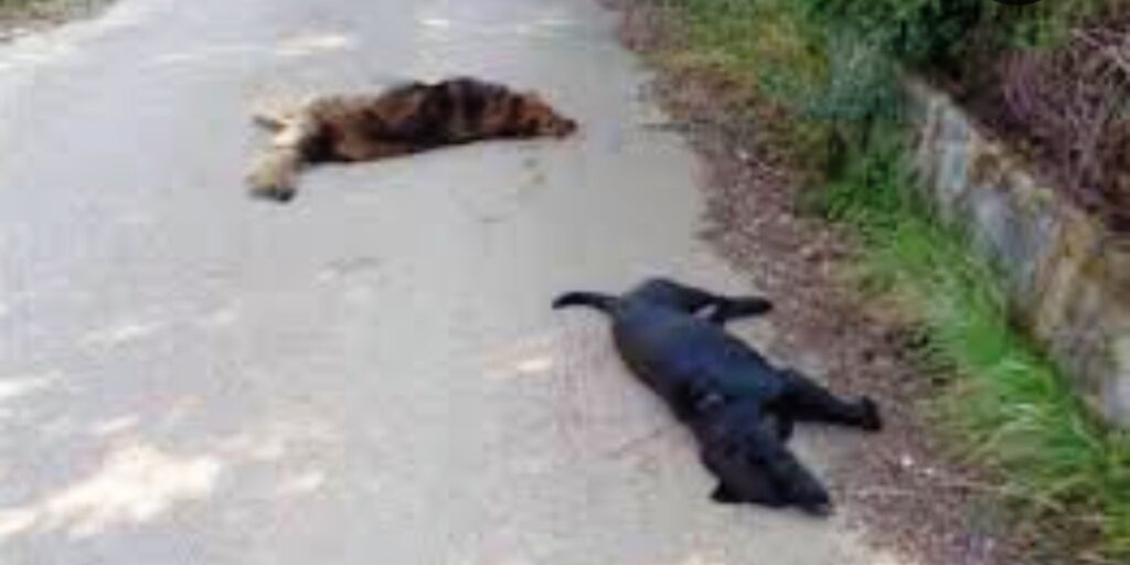 Denuncian vecinos de San Mateo Oxtotitlán envenenamiento masivo de perritos