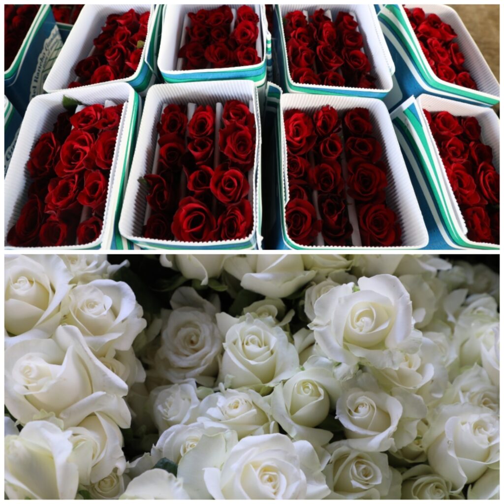 Celebra el amor con rosas
