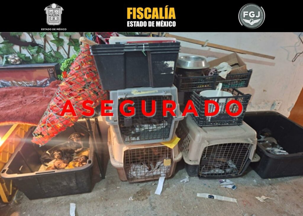 Rescatan a 102 animales de diversas especies en predio ubicado en Tultepec