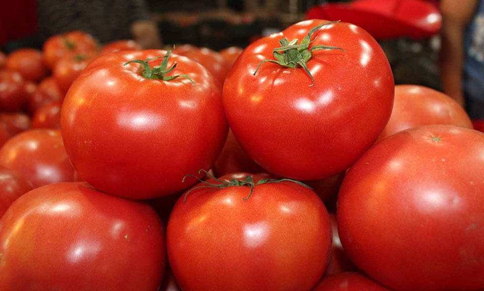 Prevé gobierno federal estrategia especial para productores de jitomate ante aranceles de EU