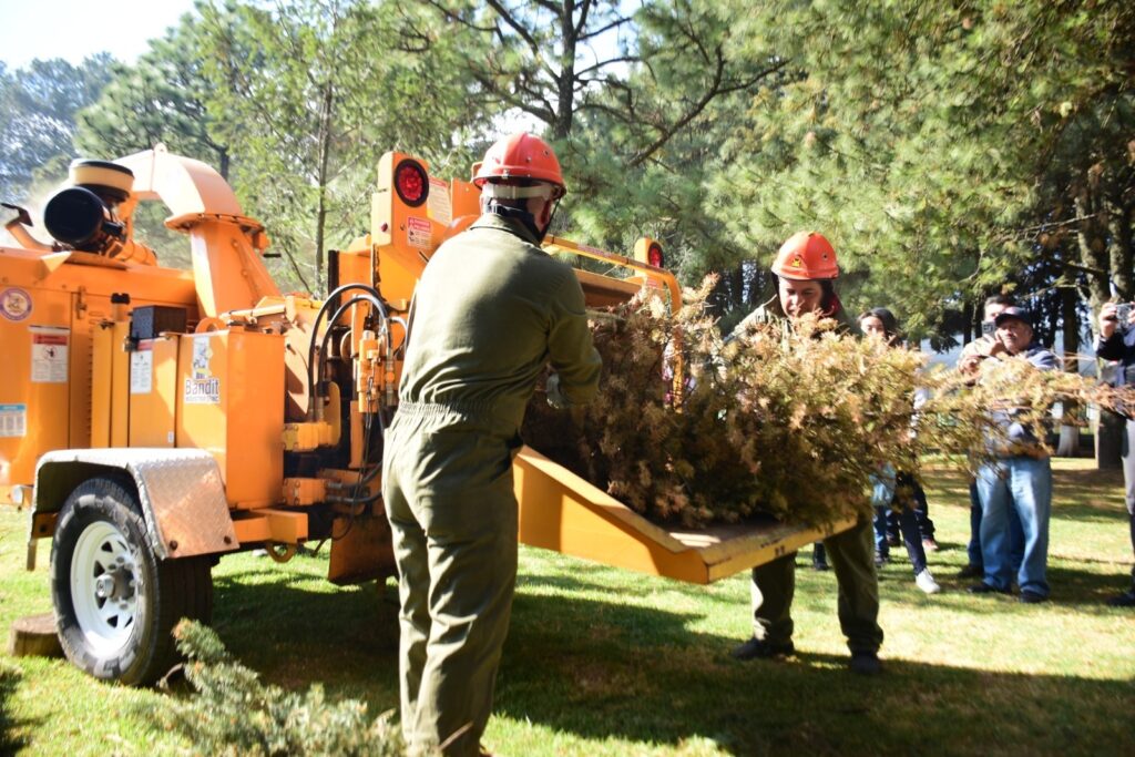 Habilita Probosque sus 17 viveros forestales como Centros de Acopio para reciclar árboles de Navidad naturales