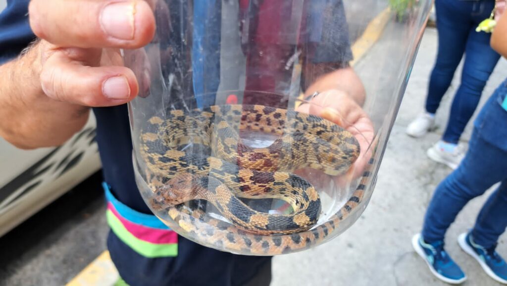 Rescatan serpiente cincuate en calles de Ecatepec