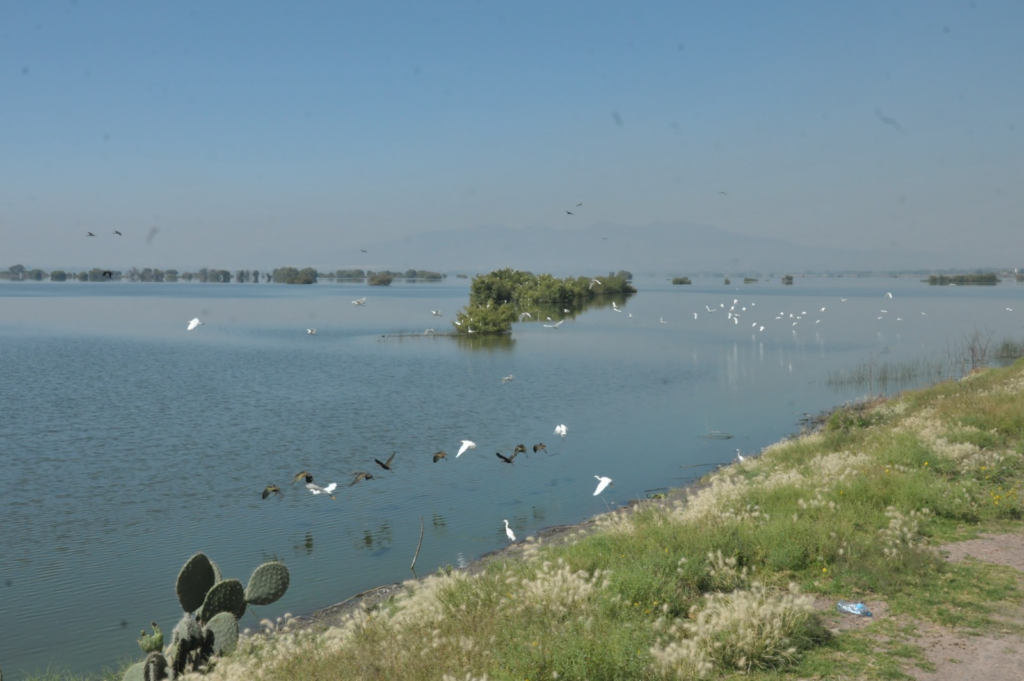 Retiran GEM y Marina 72 toneladas de basura en la Laguna de Zumpango
