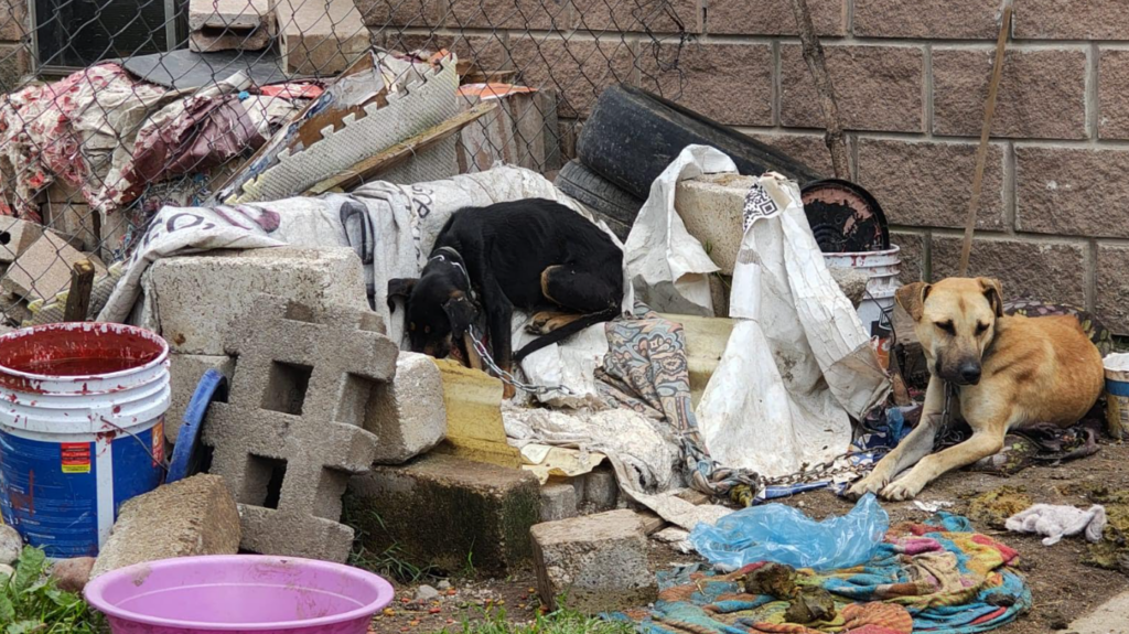 Rescatan a tres caninos en condiciones de maltrato animal