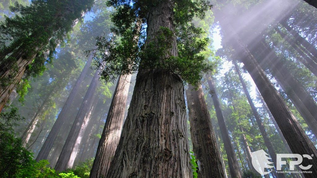 Congreso fortalece capacidades de Probosque en protección forestal