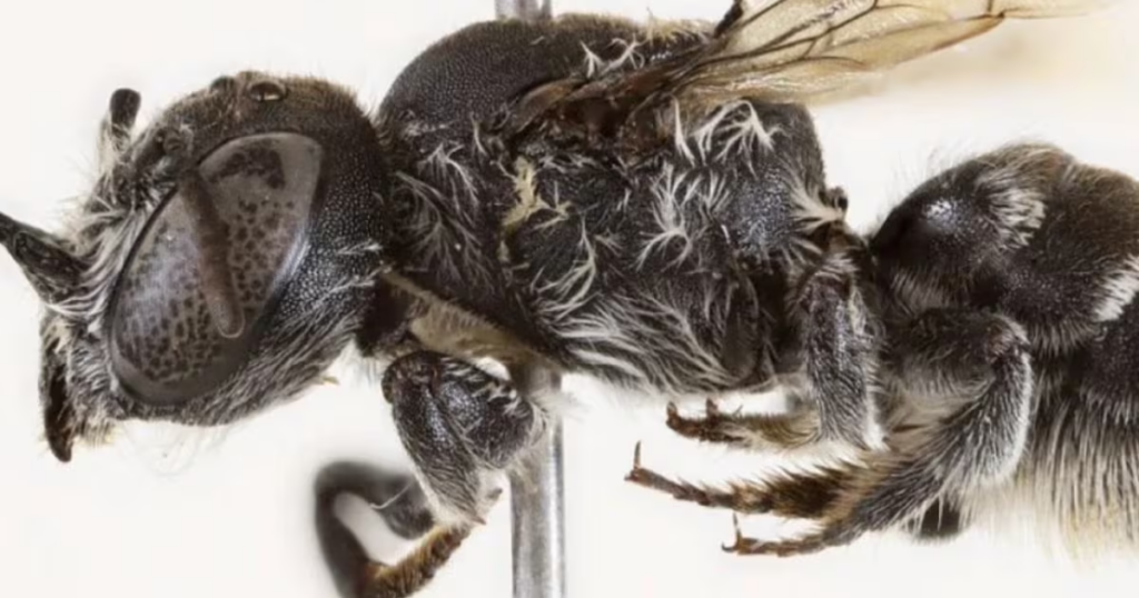 La “abeja lucifer”: extraño insecto descubierto en Australia