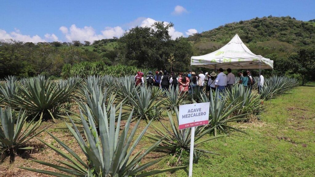 Impulsa GPMorena ley para blindar el mezcal mexiquense
