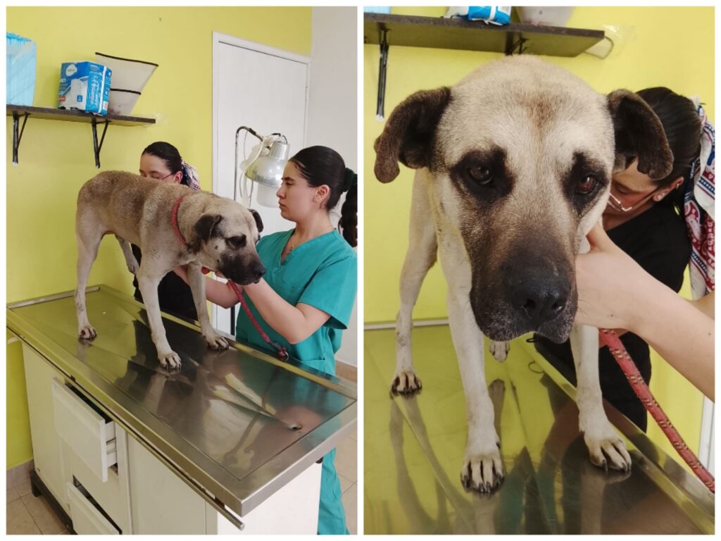 Autoridades toluqueñas atienden a perritos atropellados en la vía pública