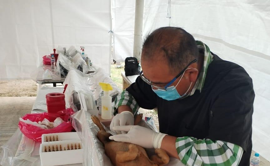 GEM realiza esterilizaciones gratuitas y desparacitación de michis y lomitos