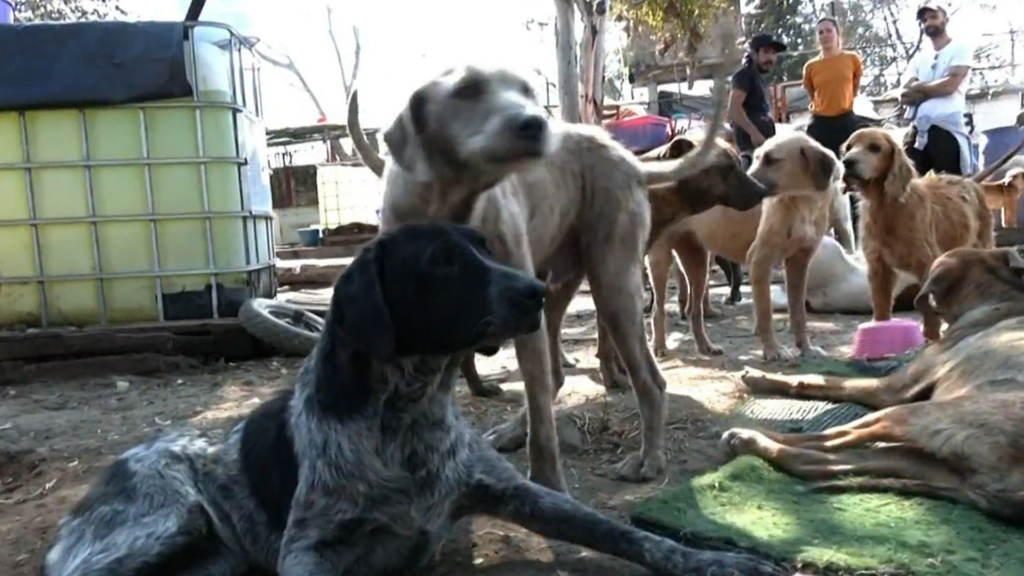 Fiscalía de CDMX confirma casos de maltrato animal en Refugio Franciscano