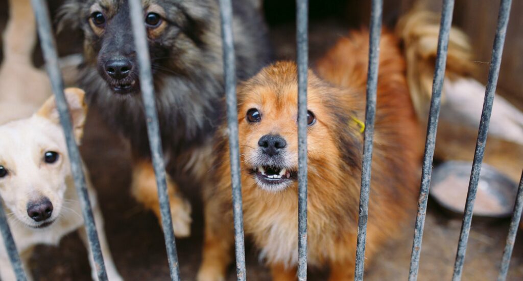 Prevé Edoméx hasta 12 años de cárcel por zoofilia y para quien comercialice carne de perro o gato
