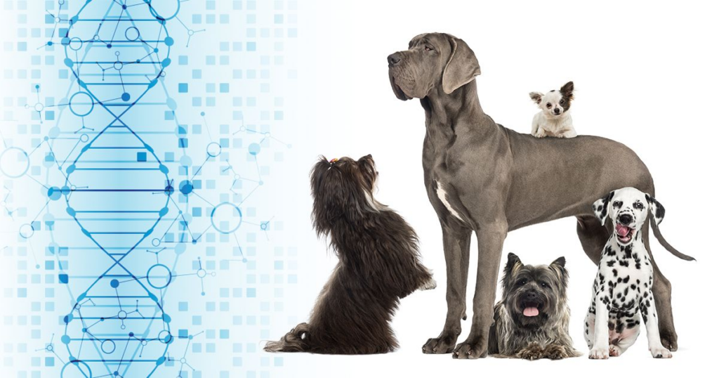 Analizan ADN de perros de Chernóbil su evolucion es más rápido de lo normal