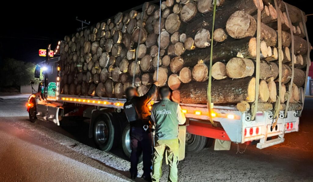 Aseguran madera ilegal en reserva de mariposa monarca