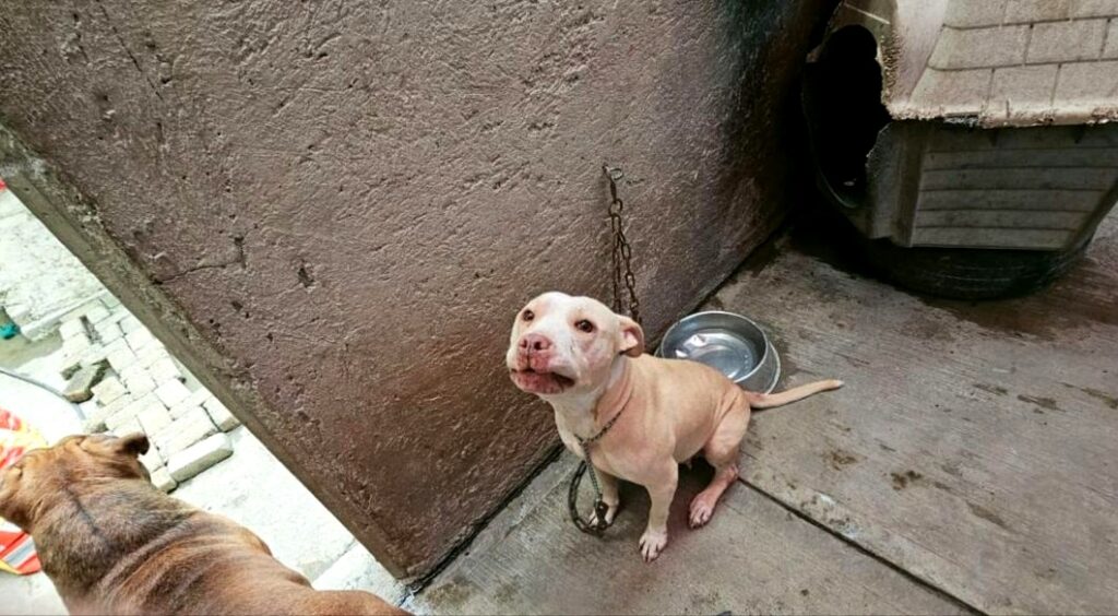 Rescatan a 23 perros y un gato que eran maltratados en Tecámac y La Paz