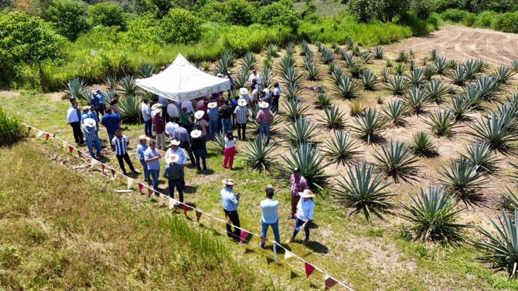 Mezcal del sur mexiquense consolida su Denominación de Origen con base científica