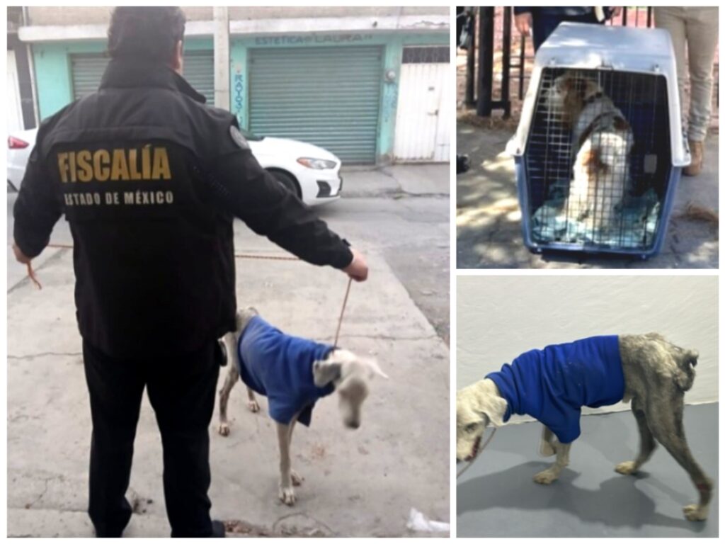 CEPANAF y SSEM rescatan a dos perritos que eran maltratados