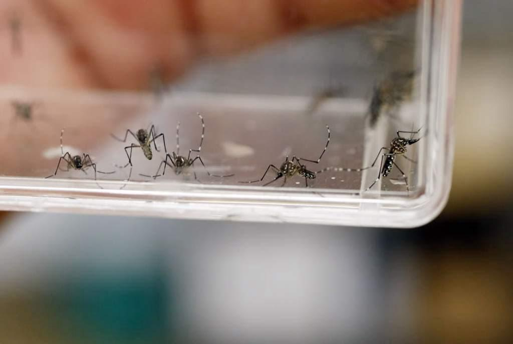 Reporta Salud casos de dengue a la baja en el sur del Edoméx