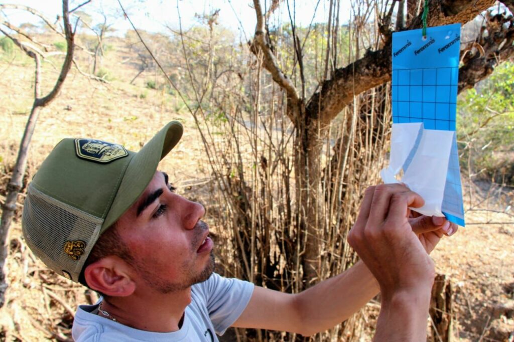 Persisten casos de gusano barrenador en el sur del Estado de México