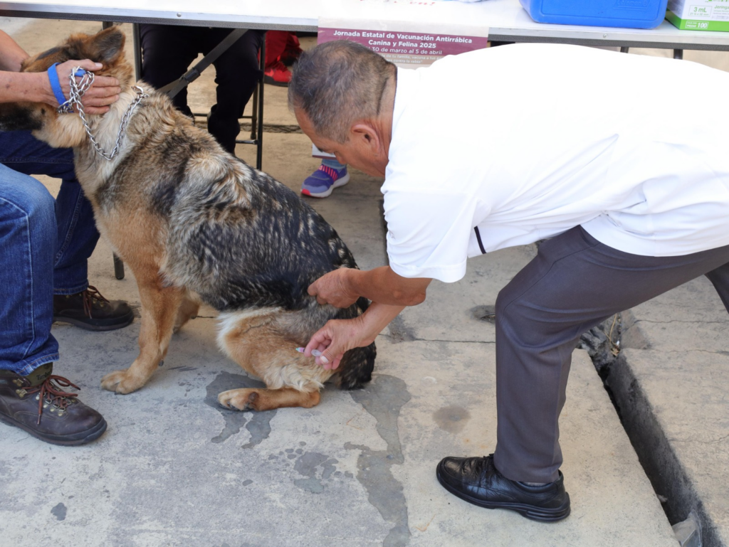 Aplica Secretaría de Salud del Edoméx dosis antirrábicas a perros y gatos