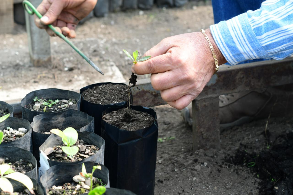 Reactivan producción de nanche y nueva etapa en reforestación frutal