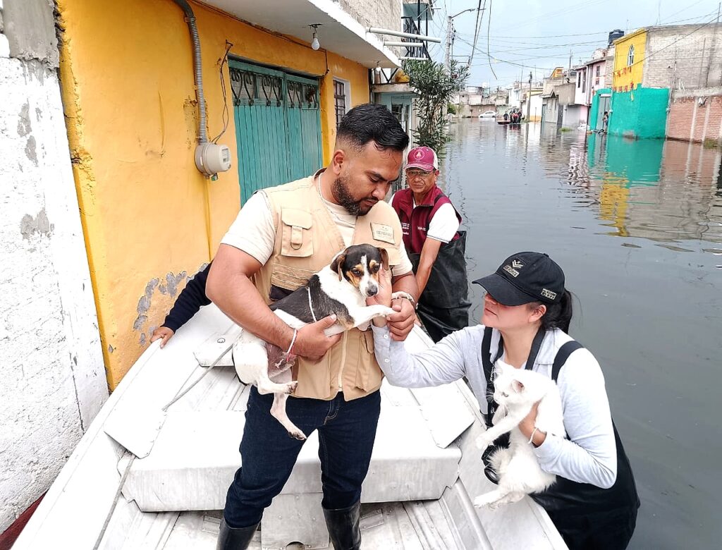 Ante inundaciones, envía gobernadora Delfina Gómez brigadas de bienestar animal a Chalco