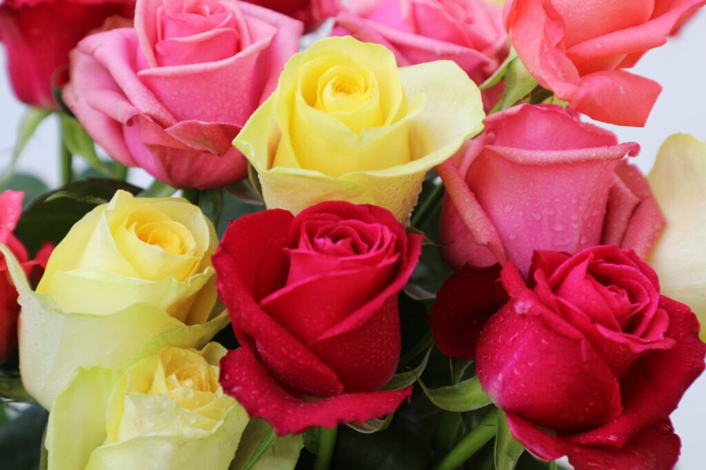 El Día de San Valentín impulsa la venta de rosas mexiquenses