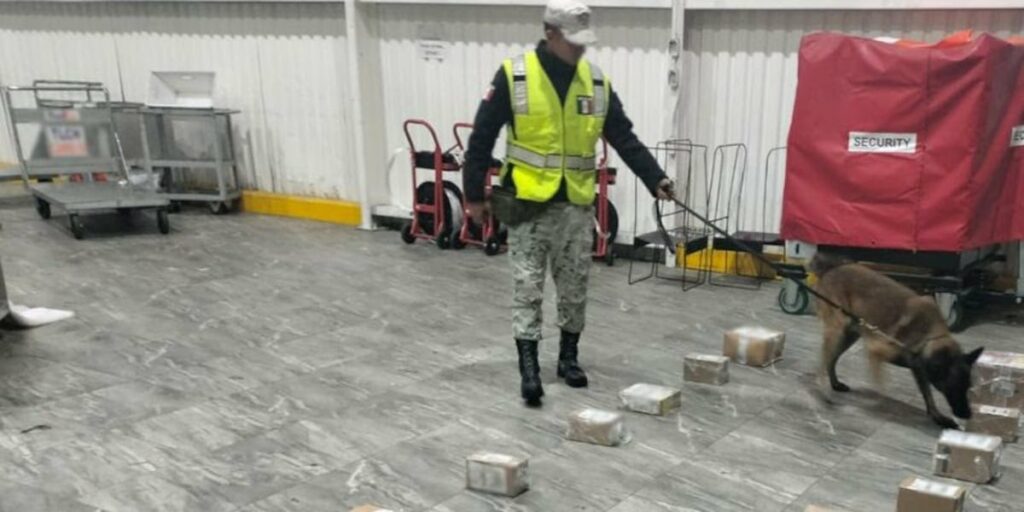 Binomio canino localiza 16 paquetes con marihuana en el Aeropuerto de Toluca