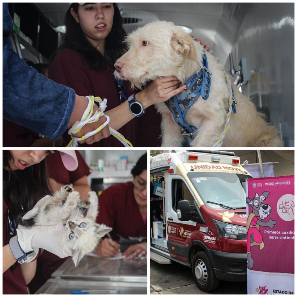 Atienden a 200 lomitos y michis con consulta gratuita, desparasitación y resguardo