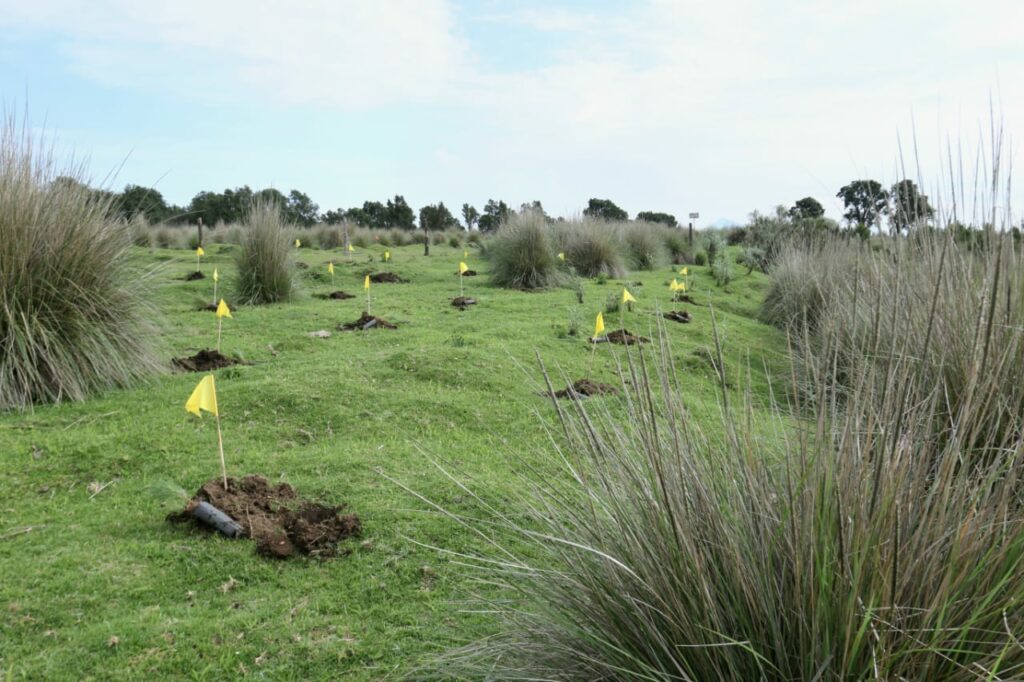 Planta Toluca más de 112 mil árboles en este año