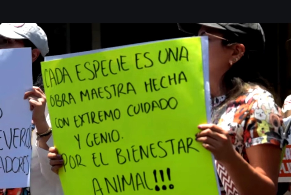 Llega a la Legislatura mexiquense propuesta para prohibir peleas de gallos y corridas de toros; galleros se defienden