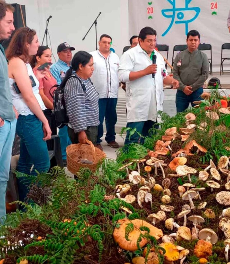 Se efectúa en Donato Guerra la Feria Mazahua del Hongo