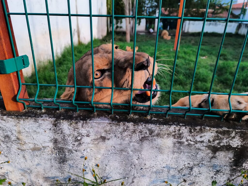 PROFEPA colabora en el rescate y traslado de cuatro leones en Ixtapan de la Sal