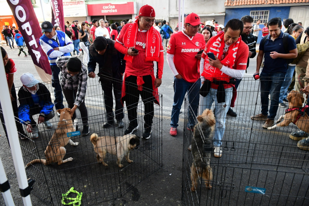 Encuentran hogar 240 lomitos y michis con el programa “Adopción Responsable”