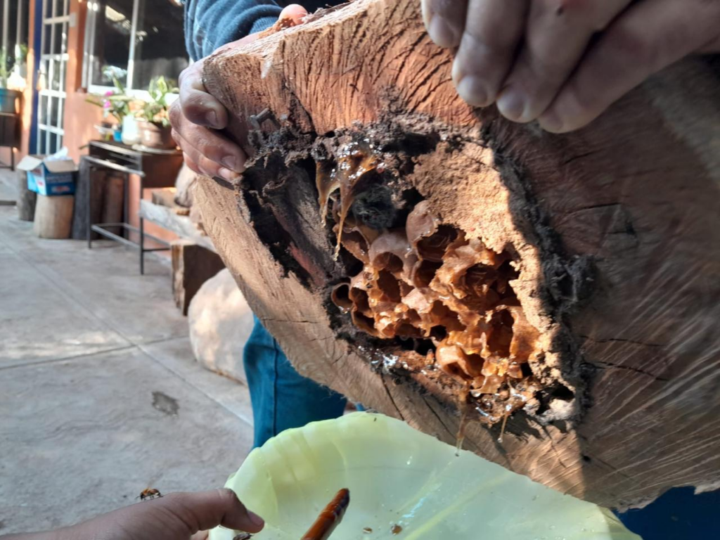 Apuntala SeCampo la meliponicultura en municipios del sur del Edoméx