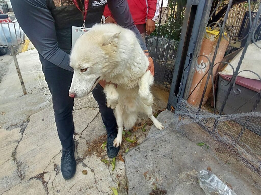Rescatan a dos perritos durante cateo en inmueble ubicado en Tlalnepantla
