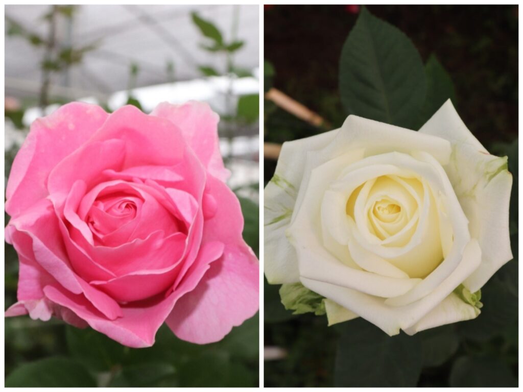 Presenta Edoméx dos nuevas variedades de rosas mexiquenses: Nitá y Maya