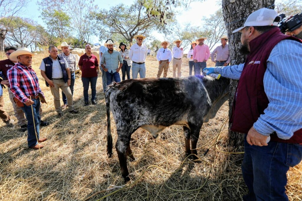 Despliegue sanitario y trampas para gusano barrenador en seis municipos del sur mexiquense