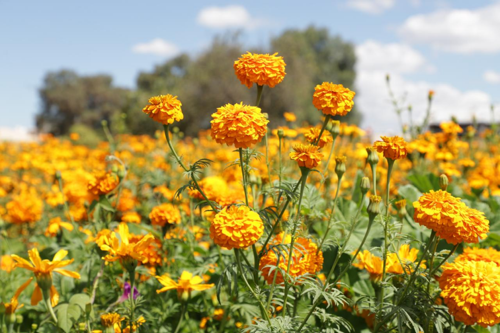 Campos de cempasúchil tiñen de naranja a Tecámac para el Día de Muertos